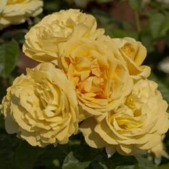 Rosier MICHELANGELO ® Meitelov -Garden Supplies Sales Shop 1026 2933 rosier michelangelo meitelov t1000