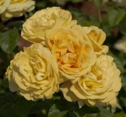 Rosier MICHELANGELO ® Meitelov -Garden Supplies Sales Shop 1026 rosier michelangelo meitelov hd 1