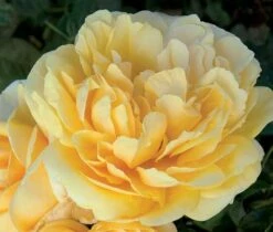 Rosier MICHELANGELO ® Meitelov -Garden Supplies Sales Shop 1026 rosier michelangelo mi