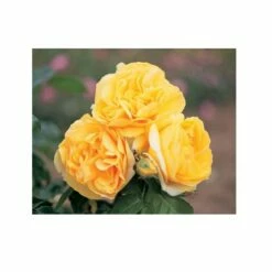 Rosier MICHELANGELO ® Meitelov -Garden Supplies Sales Shop 1026 2