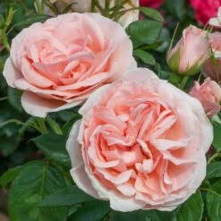 Rosier DONATELLA ® Meikerira -Garden Supplies Sales Shop 1029 2962 rosier donatella meikerira t1000