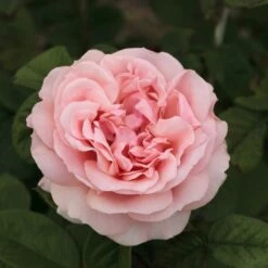 Rosier DONATELLA ® Meikerira -Garden Supplies Sales Shop 1029 2962 rosier donatella meikerira t1000