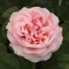Rosier DONATELLA ® Meikerira 2 Rosier DONATELLA ® Meikerira -Garden Supplies Sales Shop 1029 2962a rosier donatella meikerira t1000