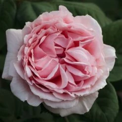 Rosier DONATELLA ® Meikerira -Garden Supplies Sales Shop 1029 2962d rosier donatella meikerira t1000