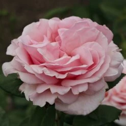 Rosier DONATELLA ® Meikerira -Garden Supplies Sales Shop 1029 2962f rosier donatella meikerira t1000