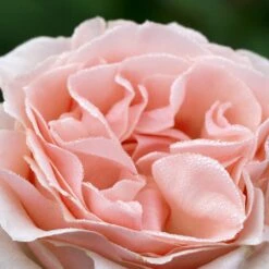 Rosier DONATELLA ® Meikerira -Garden Supplies Sales Shop 1029 2962g rosier donatella meikerira t1000