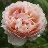 Rosier PRINCESSE CHARLENE DE MONACO ® Meidysouk 1 Rosier PRINCESSE CHARLENE DE MONACO ® Meidysouk -Garden Supplies Sales Shop 1031 2921 rosier princesse charlene de monaco meidysouk t1000