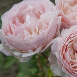 Rosier PRINCESSE CHARLENE DE MONACO ® Meidysouk -Garden Supplies Sales Shop 1031 2921g rosier princesse charlene de monaco meidysouk t1000