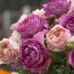 Rosier YVES PIAGET ® Meivildo -Garden Supplies Sales Shop 1031 2921j rosier princesse charlene de monaco meidysouk 1054 2961 rosier yves piaget meivildo t1000 1