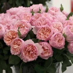 Rosier PRINCESSE CHARLENE DE MONACO ® Meidysouk -Garden Supplies Sales Shop 1031 2921l rosier princesse charlene de monaco meidysouk t1000