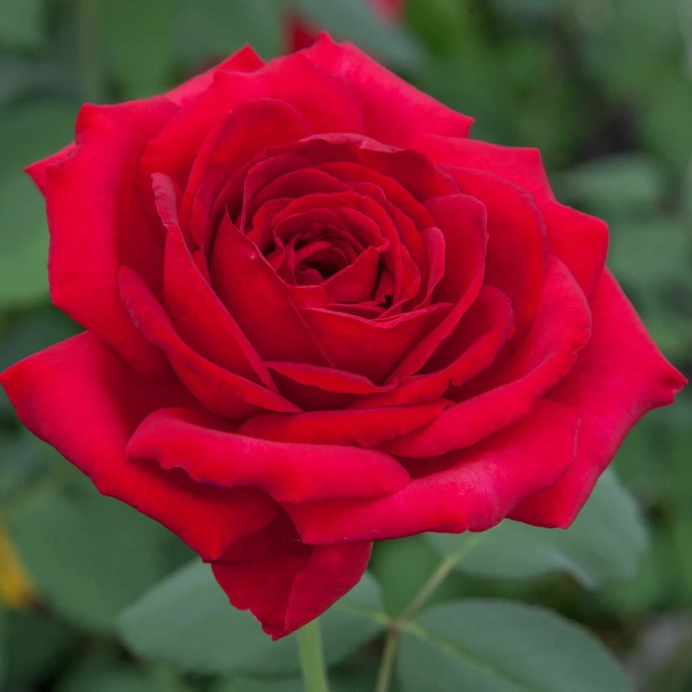 Rosier Jubilé PAPA MEILLAND ® Meiceazar 3 Rosier Jubilé PAPA MEILLAND ® Meiceazar