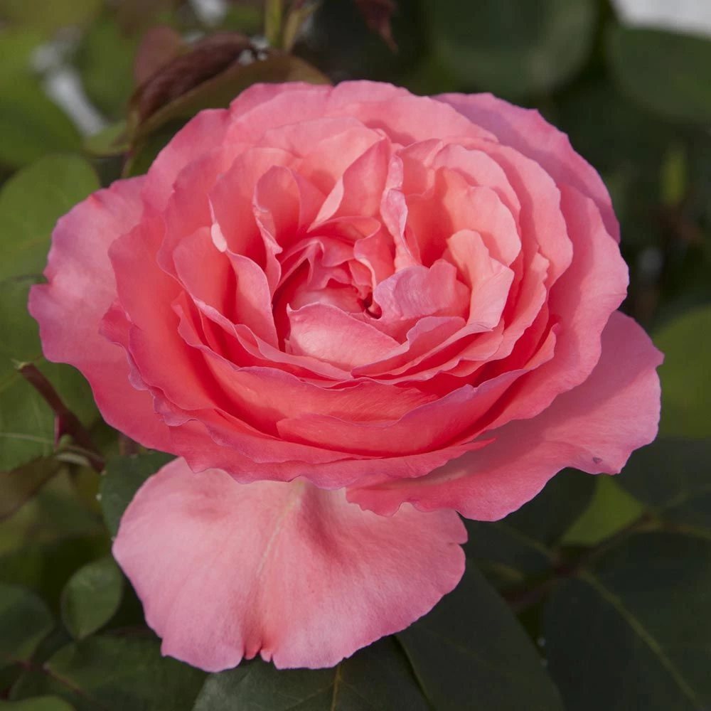 Rosier PANTHERE ROSE ® Meicapinal 4 Rosier PANTHERE ROSE ® Meicapinal - Image 2