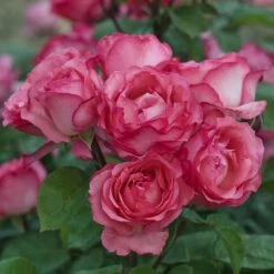 Rosier PANTHERE ROSE ® Meicapinal 11 Rosier PANTHERE ROSE ® Meicapinal -Garden Supplies Sales Shop 1035 2935b rosier panthere rose meicapinal mi t1000