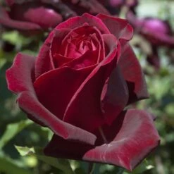 Rosier Grimpant PAPA MEILLAND ® Meisarsar -Garden Supplies Sales Shop 1036 2936a rosier papa meilland meicesar mi t1000 2