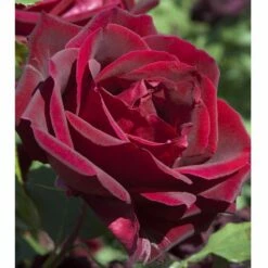 Rosier PAPA MEILLAND ® Meicesar 10 Rosier PAPA MEILLAND ® Meicesar -Garden Supplies Sales Shop 1036 2936b rosier papa meilland meicesar mi t1000