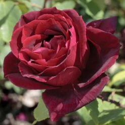 Rosier PAPA MEILLAND ® Meicesar 9 Rosier PAPA MEILLAND ® Meicesar -Garden Supplies Sales Shop 1036 2936c rosier papa meilland meicesar mi t1000