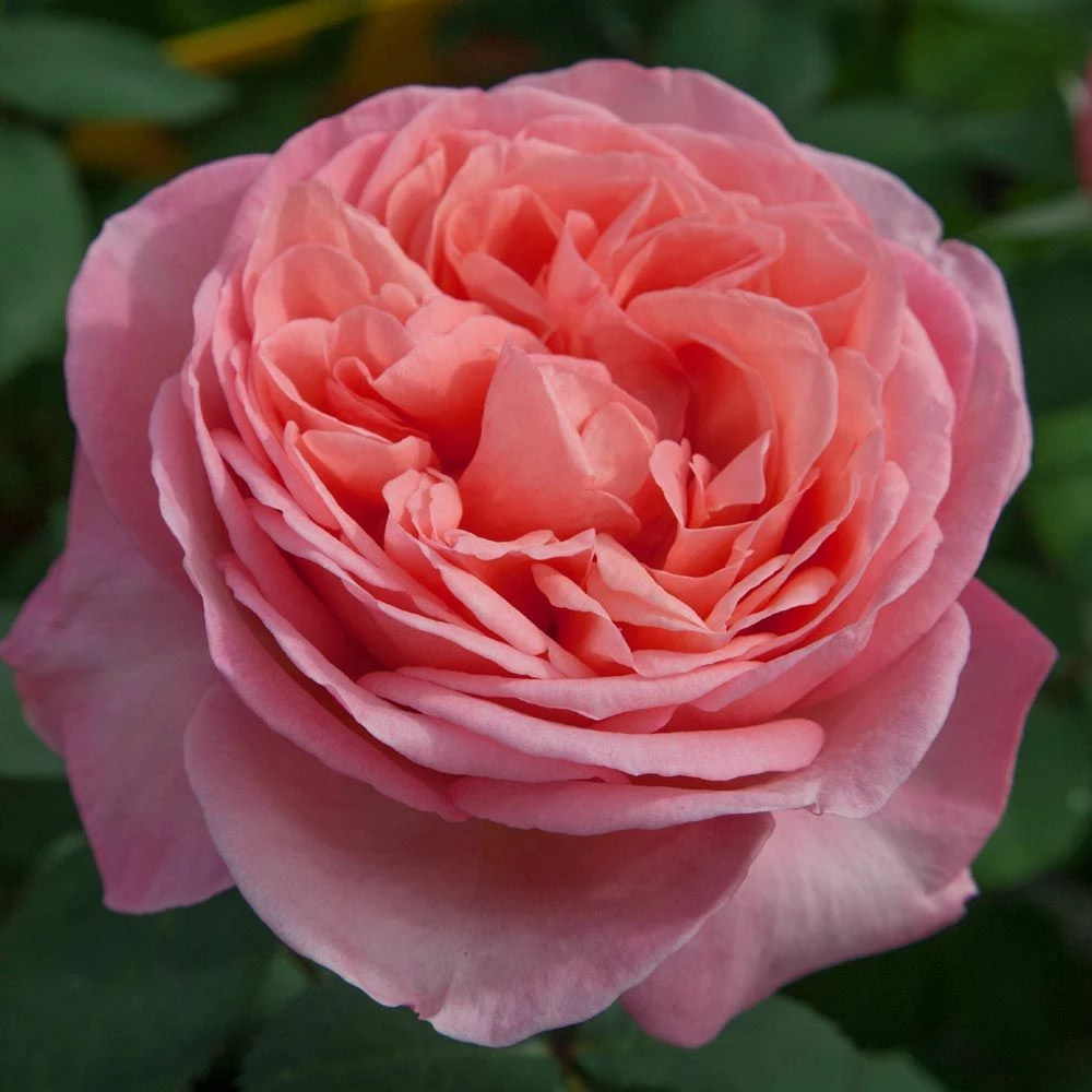 Rosier Mademoiselle MEILLAND ® Meinostair 3 Rosier Mademoiselle MEILLAND ® Meinostair