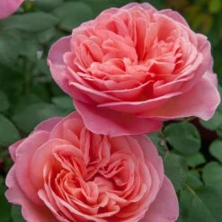 Rosier Mademoiselle MEILLAND ® Meinostair 16 Rosier Mademoiselle MEILLAND ® Meinostair -Garden Supplies Sales Shop 1037 2980 2318a rosier mademoiselle meilland meinostair mi t1000
