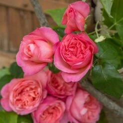 Rosier Mademoiselle MEILLAND ® Meinostair 14 Rosier Mademoiselle MEILLAND ® Meinostair -Garden Supplies Sales Shop 1037 2980 2318b rosier mademoiselle meilland meinostair mi t1000