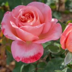 Rosier Mademoiselle MEILLAND ® Meinostair 15 Rosier Mademoiselle MEILLAND ® Meinostair -Garden Supplies Sales Shop 1037 2980 2318o rosier mademoiselle meilland meinostair mi t1000