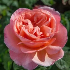 Rosier Mademoiselle MEILLAND ® Meinostair 13 Rosier Mademoiselle MEILLAND ® Meinostair -Garden Supplies Sales Shop 1037 2980 2318q rosier mademoiselle meilland meinostair mi t1000 1