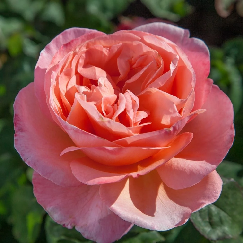 Rosier Mademoiselle MEILLAND ® Meinostair 4 Rosier Mademoiselle MEILLAND ® Meinostair - Image 2