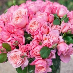 Rosier Mademoiselle MEILLAND ® Meinostair 17 Rosier Mademoiselle MEILLAND ® Meinostair -Garden Supplies Sales Shop 1037 2980 2318r rosier mademoiselle meilland meinostair mi t1000 2