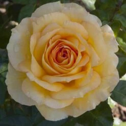 Rosier SUMMERTIME ® Meipiokou -Garden Supplies Sales Shop 1040 2960f rosier summertime meipiokou mi t1000