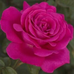 Collection Pour Un Massif Parfumé -Garden Supplies Sales Shop 1041 2958b rosier velasquez meimirtylus t1000 1