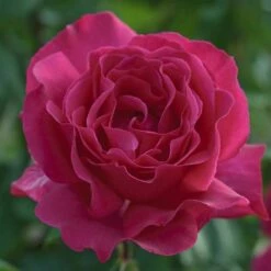 Rosier VELASQUEZ ® Meimirtylus -Garden Supplies Sales Shop 1041 2958c rosier velasquez meimirtylus t1000