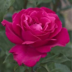 Rosier VELASQUEZ ® Meimirtylus -Garden Supplies Sales Shop 1041 2958d rosier velasquez meimirtylus t1000