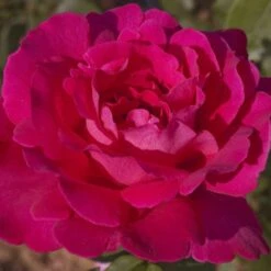 Rosier VELASQUEZ ® Meimirtylus -Garden Supplies Sales Shop 1041 2958f rosier velasquez meimirtylus t1000