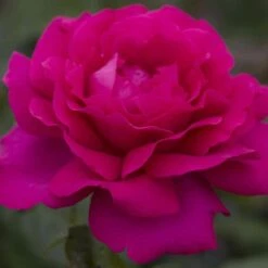 Rosier VELASQUEZ ® Meimirtylus -Garden Supplies Sales Shop 1041 2958g rosier velasquez meimirtylus t1000