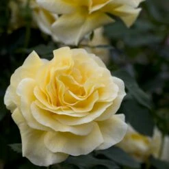 Rosier RAFFAELLO ® Meikanaro -Garden Supplies Sales Shop 1042 1964b rosier raffaello meikanaro t1000