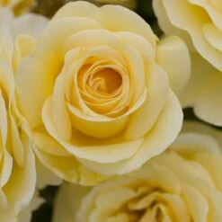 Rosier RAFFAELLO ® Meikanaro -Garden Supplies Sales Shop 1042 1964c rosier raffaello meikanaro t1000