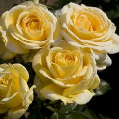 Rosier RAFFAELLO ® Meikanaro -Garden Supplies Sales Shop 1042 1964d rosier raffaello meikanaro t1000