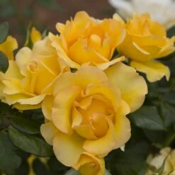 Rosier EUREKA ® Meizambaizt -Garden Supplies Sales Shop 1046 2996 2203a rosier eureka meizambaizt t1000