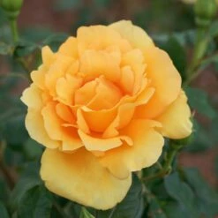 Rosier EUREKA ® Meizambaizt -Garden Supplies Sales Shop 1046 rosier eureka r meizambaizt mi taille1000