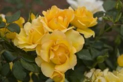 Rosier EUREKA ® Meizambaizt -Garden Supplies Sales Shop 1046b rosier eureka r meizambaizt mi