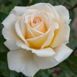 Rosier CHRISTOPHE DECHAVANNE ® Meibarbaru