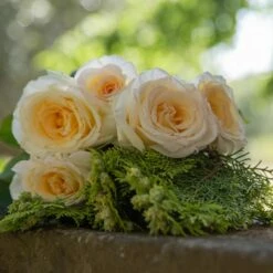 Rosier CHRISTOPHE DECHAVANNE ® Meibarbaru -Garden Supplies Sales Shop 1047 2977b rosier christophe dechavanne meibarbaru mi t1000