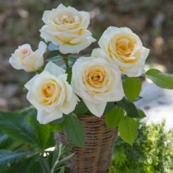 Rosier CHRISTOPHE DECHAVANNE ® Meibarbaru -Garden Supplies Sales Shop 1047 2977c rosier christophe dechavanne meibarbaru mi t1000