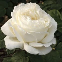 Rosier JEANNE MOREAU ® Meidiaphaz -Garden Supplies Sales Shop 1049 2907d rosier jeanne moreau meidiaphaz mi t1000