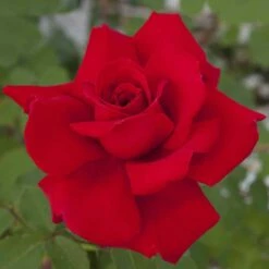 Rosier VICTOR HUGO ® Meivestal -Garden Supplies Sales Shop 1051 2950a rosier victor hugo meivestal mi t1000