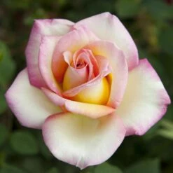 Rosier Sweet EUREKA ® Meihozihas 11 Rosier Sweet EUREKA ® Meihozihas -Garden Supplies Sales Shop 1053 rosier sweet eureka meihozihas mi t1000