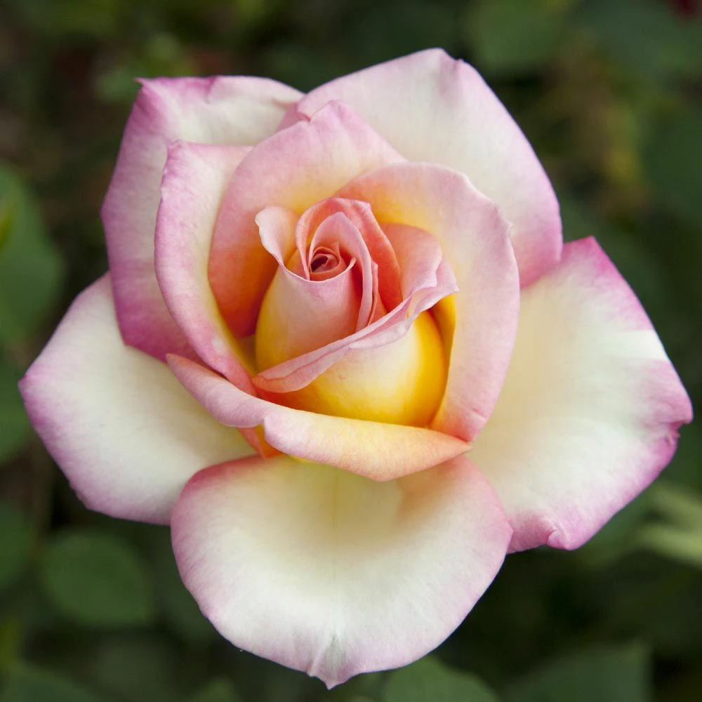 Rosier Sweet EUREKA ® Meihozihas 7 Rosier Sweet EUREKA ® Meihozihas - Image 5