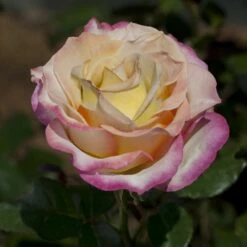 Rosier Sweet EUREKA ® Meihozihas 10 Rosier Sweet EUREKA ® Meihozihas -Garden Supplies Sales Shop 1053a rosier sweet eureka meihozihas mi t1000