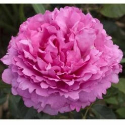 Rosier Grimpant YVES PIAGET ® Keitsupiatsu -Garden Supplies Sales Shop 1054 2961 rosier yves piaget meivildo mi t1000 1