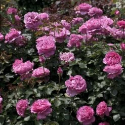 Rosier YVES PIAGET ® Meivildo -Garden Supplies Sales Shop 1054 2961a rosier yves piaget meivildo mi t1000