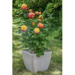 Rosier Oriental PEACE ® Baipeace -Garden Supplies Sales Shop 1058 2912 2408 2534 rosier pullman orient express baipeace mi 9725 pot granit carr 50x50 t1000